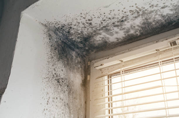 Affordable Mold Remediation solutions in Evans, CO